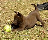 Australian Kelpie 9P022D-010